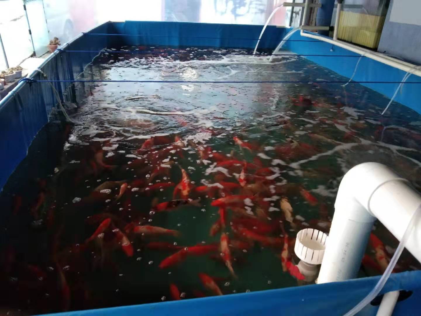 水族館錦鯉支架魚(yú)池